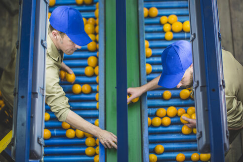 Arbeiter auf einer Orangenfarm pflücken Orangen vom Förderband - ZEF11798