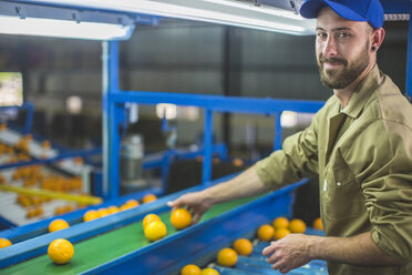 Worker on orange farm picking oranges from conveyor belt - ZEF11808