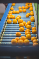 Oranges on conveyor belt - ZEF11813