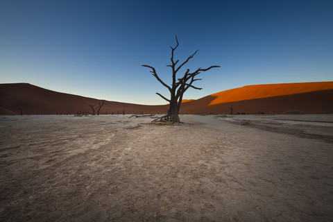 Namibia, Namib Naukluft, Dead Vlei, tote Kameldornen vor einer Wüstendüne, lizenzfreies Stockfoto