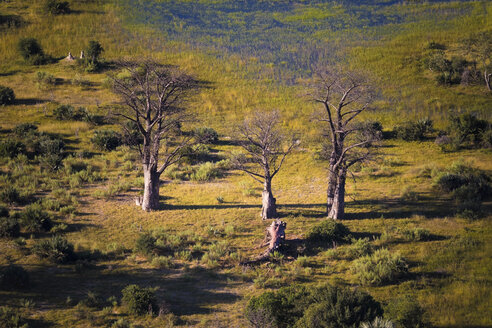 Afrika, Botswana, drei Baobab-Bäume, Luftaufnahme - MPAF00101