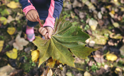 Girl's hands holding autumn leaf - DAPF00474