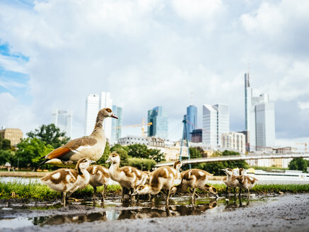 Deutschland, Frankfurt, Gänsefamilie vor der Skyline - KRPF02039