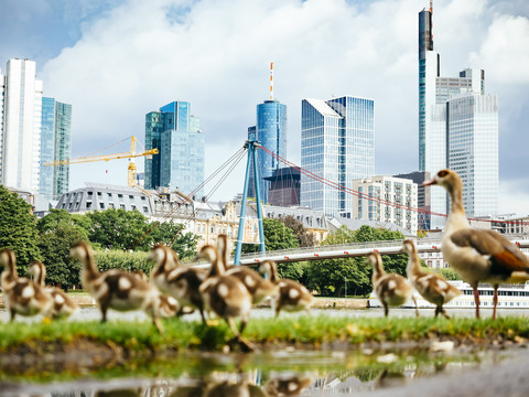 Deutschland, Frankfurt, Blick auf Skyline mit Gänsefamilie im Vordergrund, lizenzfreies Stockfoto