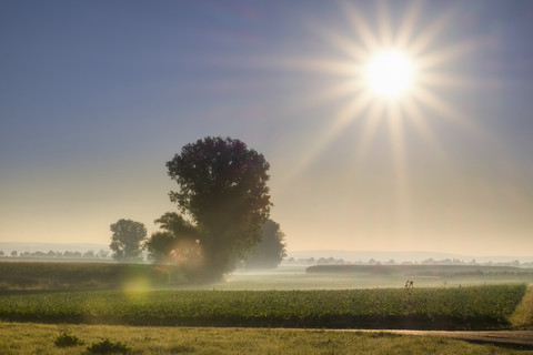 Germany, Noerdlinger Ries, Wallerstein, landscape with morning mist at sunrise stock photo