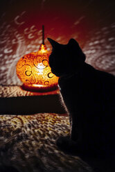 Silhouette der Katze sitzt auf der Couch neben einem handgemachten Kürbis Lampe - GEMF01274
