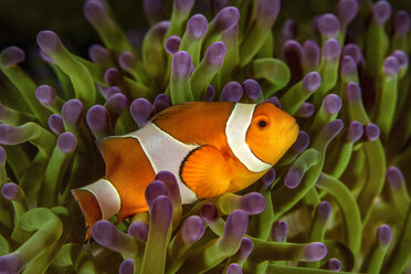 Bali, Ocellaris Clownfish in sea anemone - YRF00135