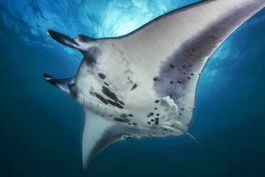 Bali, manta ray - YRF00136