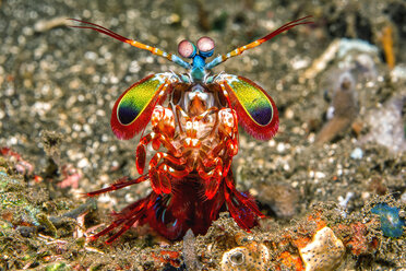 Bali, harlequin mantis shrimp - YRF00139
