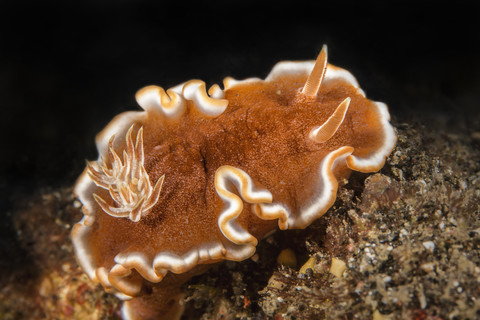 Bali, white-margin sea slug stock photo