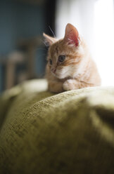 Kätzchen auf der Rückenlehne der Couch liegend - RAEF01585