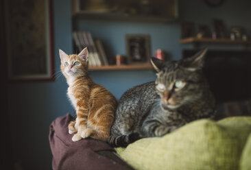 Rotbraunes Kätzchen und getigerte Katze auf einer Couch - RAEF01586