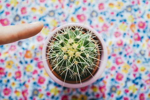 Finger berühren den Stachel eines Kaktus vor einem blumigen Hintergrund, lizenzfreies Stockfoto