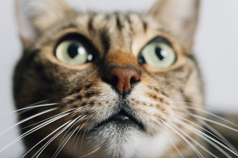 Porträt einer getigerten Katze, Nahaufnahme, lizenzfreies Stockfoto