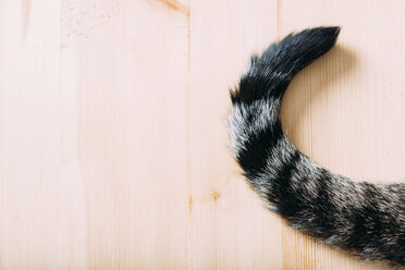 Tabby cat tail on wood - GEMF01279