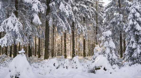 Deutschland, Thüringen, schneebedeckter Winterwald im morgendlichen Sonnenlicht - VTF00563