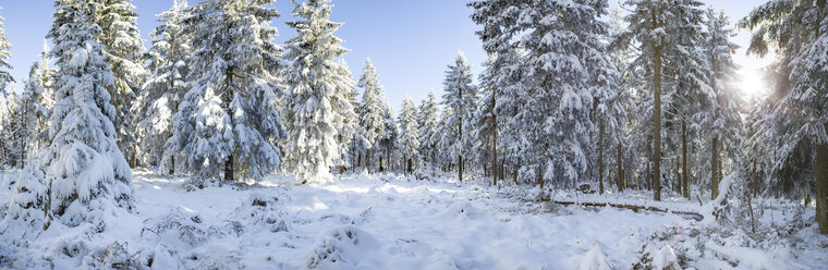 Deutschland, Thüringen, schneebedeckter Winterwald im morgendlichen Sonnenlicht - VTF00565