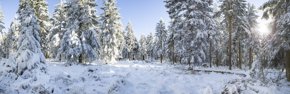 Germany, Thuringia, snow-covered winter forest at morning sunlight - VTF00565