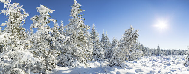 Deutschland, Thüringen, schneebedeckter Winterwald im morgendlichen Sonnenlicht - VTF00566