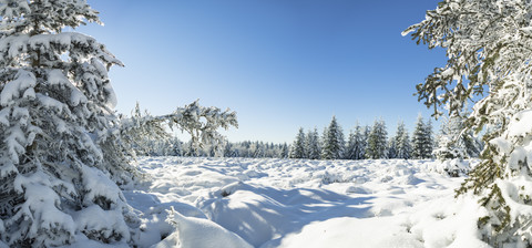 Germany, Thuringia, snow-covered winter forest at morning sunlight stock photo