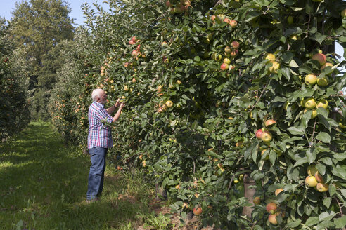 Älterer Mann prüft Früchte auf einer Apfelplantage - WIF03381