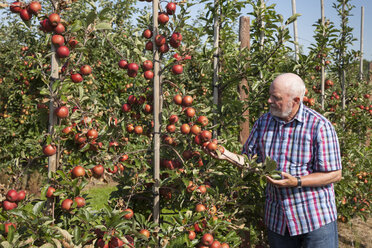 Älterer Mann prüft Früchte auf einer Apfelplantage - WIF03382