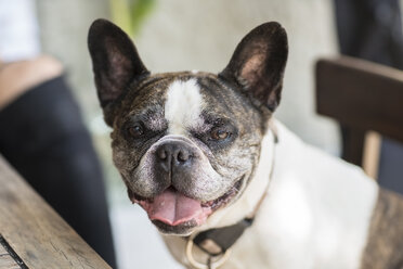 Portrait of French Bulldog - TAMF00885