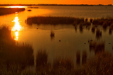 Spanien, Tarragona, Ebro-Delta, Lagune Encanyssada - DSGF01178