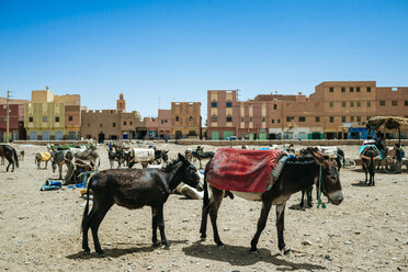 Marokko, Rissani, Eselsmarkt - KIJF00990