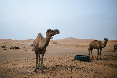 Marokko, Merzouga, Kamele auf ihrem Rastplatz in der Wüste Erg Chebbi - KIJF00993