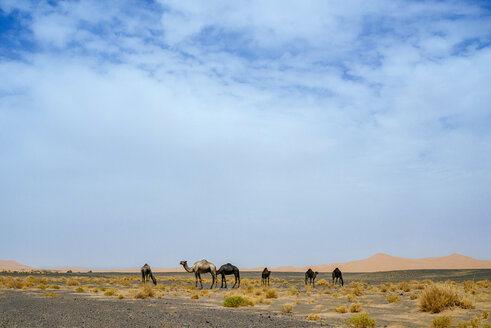Marokko, Merzouga, Kamele in der Wüste Erg Chebbi - KIJF00995