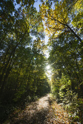 Herbstwald im Gegenlicht - MYF01856