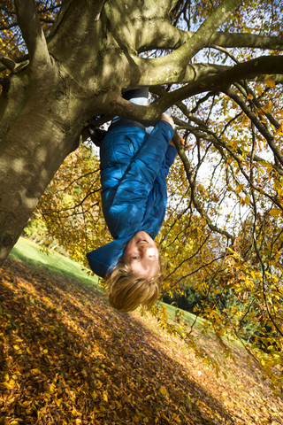 Junge klettert auf Baum im Herbst, lizenzfreies Stockfoto