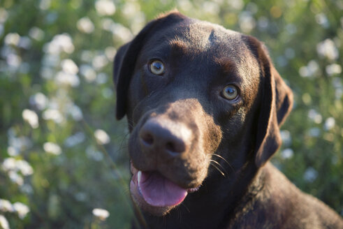 Porträt eines Labrador Retrievers - SKCF00227