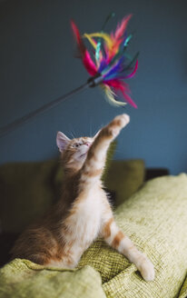 Kitten playing with feather toy - RAEF01592