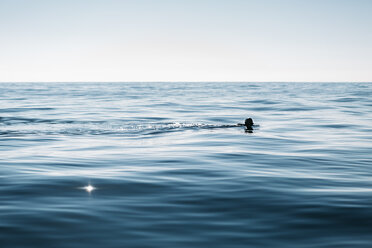 Man practicing free diving in the sea - JRFF01077