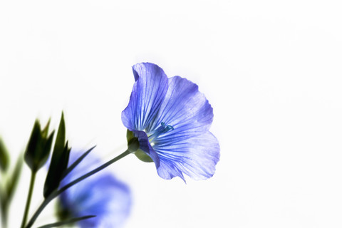 Blaue Flachsblüte, Linum usitatissimum, auf weißem Grund, lizenzfreies Stockfoto