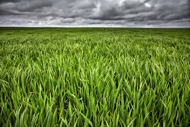 Spain, Province of Zamora, crop field and stormy sky - DSGF01199