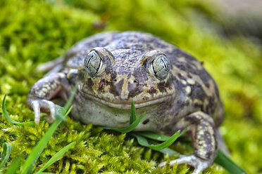 Portrait of Spanish spadefoot toad - DSGF01202