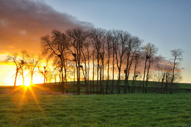 Spain, Province of Zamora, sunrise over a field of grain with nests and white storks on trees - DSGF01203