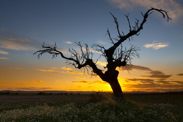 Spanien, Provinz Zamora, kahler Baum auf einem Feld im Naturschutzgebiet Lagunas de Villafafila - DSGF01211