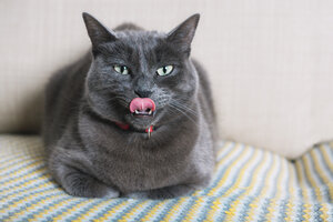 Russian Blue liegt auf der Couch und streckt die Zunge heraus - GEMF01296