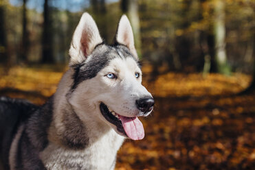 Siberian Husky im Wald - MJF02090