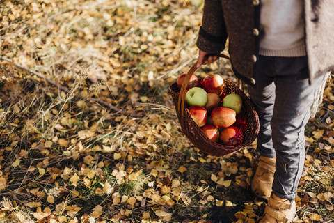 Boy carrying basket full of apples on forest path with autumn leaves stock photo