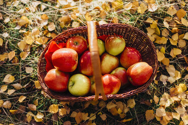 Korb voller Äpfel auf Herbstblättern - MJF02101