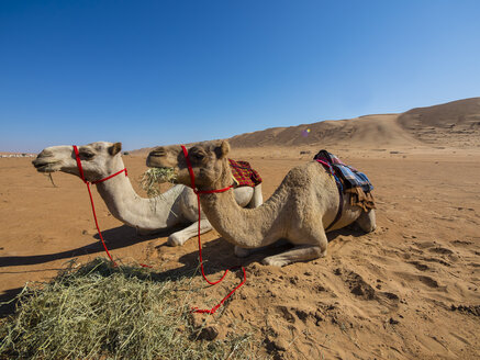Oman, Al Raka, Wüste Rimal Al Wahiba, zwei Dromedare beim Ausruhen - AMF05124