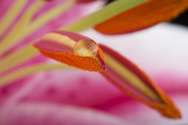 Pollen of lily, close-up - MJOF01318