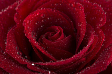 Blossom of red rose with water drops, partial view - MJOF01320