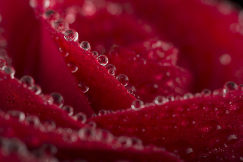 Blüte einer roten Rose mit Wassertropfen, Nahaufnahme, lizenzfreies Stockfoto