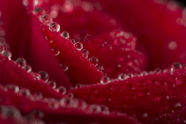 Blüte einer roten Rose mit Wassertropfen, Nahaufnahme - MJOF01321